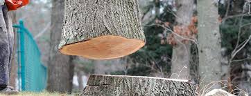Best Fruit Tree Pruning  in Wading River, NY