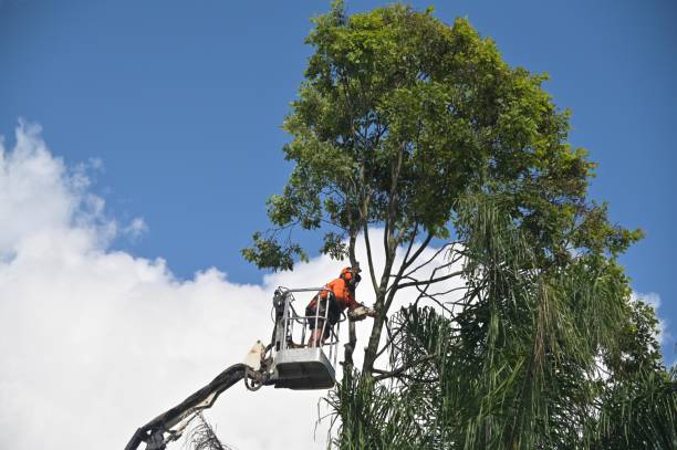 Best Palm Tree Trimming  in Wading River, NY