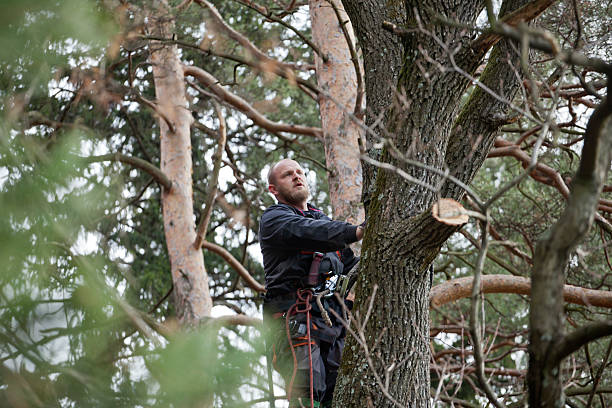 Best Hazardous Tree Removal  in Wading River, NY