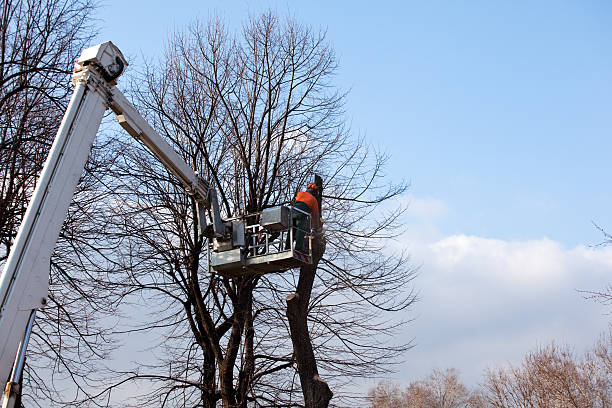 Best Arborist Consultation Services  in Wading River, NY